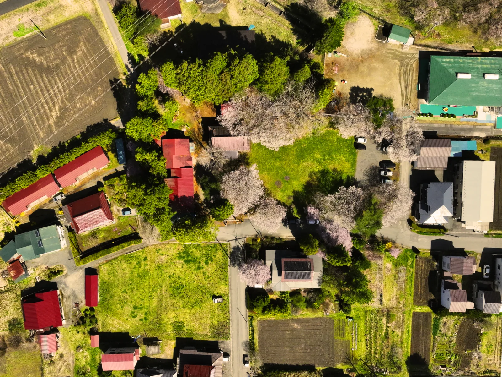 桜に囲まれたエリアが、かつて土俵があった場所